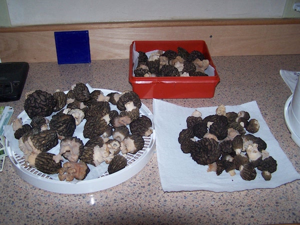 collecting-wild-mushrooms